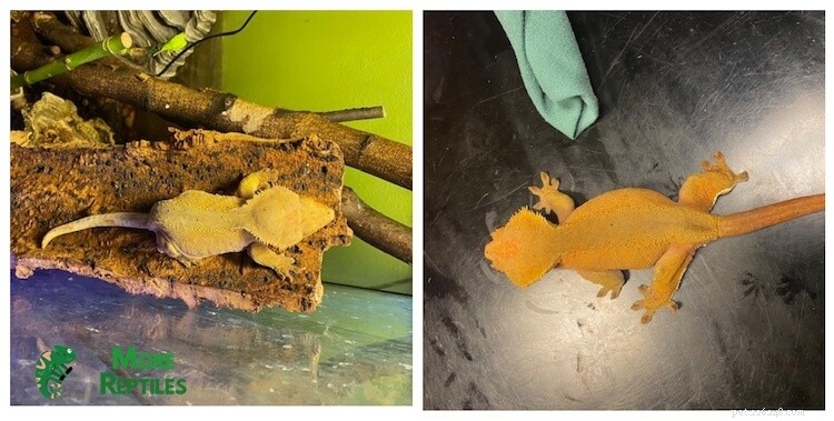 Crested Gecko Shedding Guide:Essential Tips &Care Best Practices 
