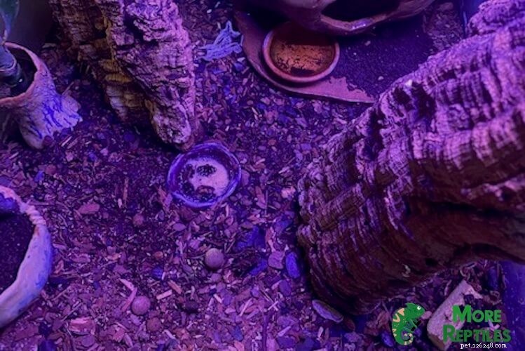 Att välja rätt substrat för Crested Geckos:Experttips och vanliga fallgropar 