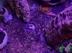 Choosing the Right Substrate for Crested Geckos: Expert Tips & Common Pitfalls