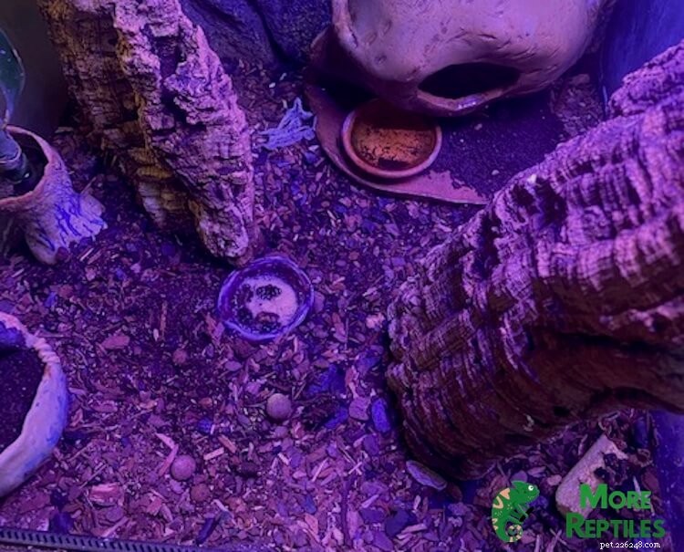 Att välja rätt substrat för Crested Geckos:Experttips och vanliga fallgropar 
