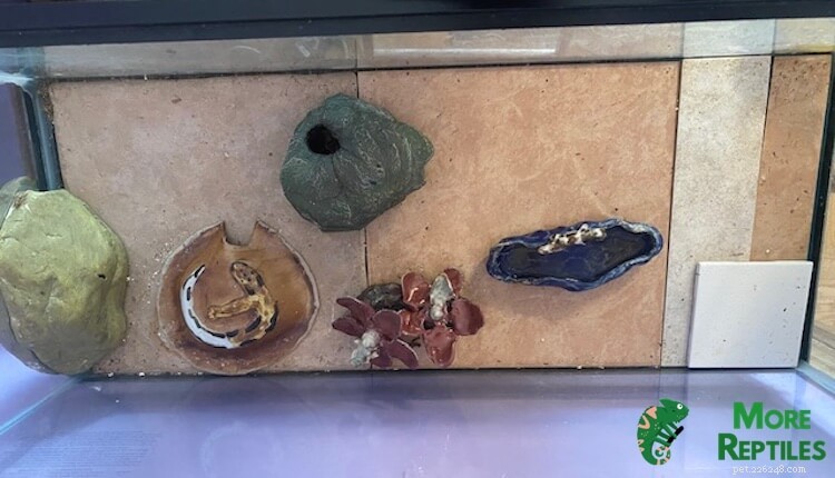 Att välja rätt substrat för Crested Geckos:Experttips och vanliga fallgropar 