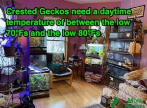 Crested Gecko Temperature & Humidity Guide: Optimal Conditions for Health