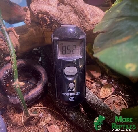 Crested Gecko temperatur &fuktighetsguide:Optimala förhållanden för hälsa 