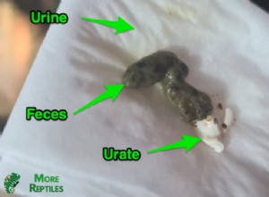 Do Bearded Dragons Really Pee? Understanding Urate vs. Urine
