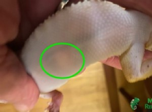 Leopard Gecko Pregnancy Guide: Signs, Care, Eggs & Photos