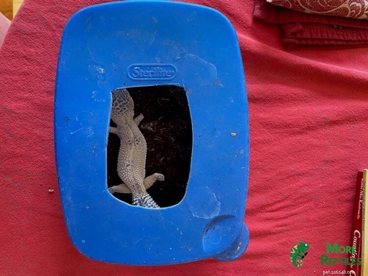 Leopard Gecko Graviditetsguide:Tecken, vård, ägg och foton 