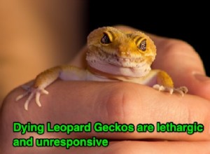 11 Definitive Signs Your Leopard Gecko Is Dying: Care & Timeline Guide