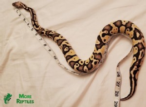 Determine Your Ball Python s Age: 5 Proven Methods