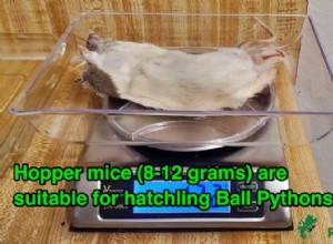 Optimal Mouse Size for Ball Pythons: Safe Feeding Guidelines