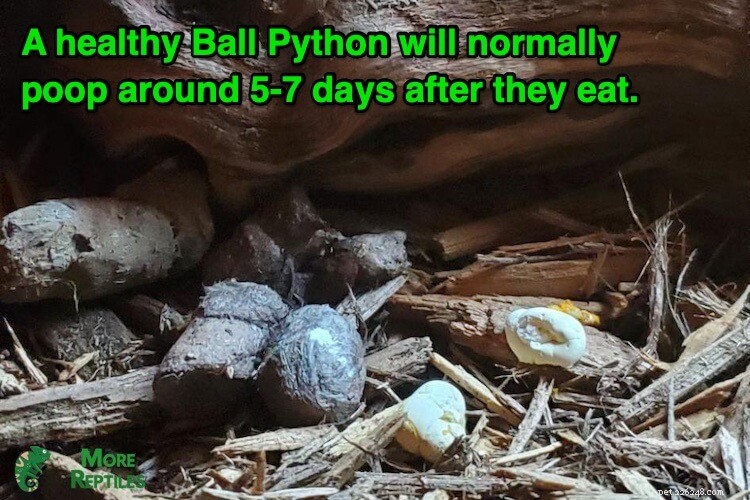 Ball Python Bajsfrekvens:Vad är normalt och hur man upptäcker problem 