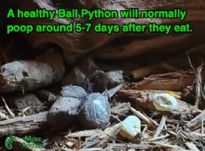 Ball Python Pooping Frequency: What’s Normal & How to Spot Issues