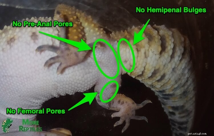 Comment faire la différence :6 conseils simples pour identifier les geckos léopards mâles et femelles 