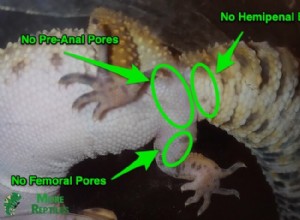 How to Tell the Difference: 6 Simple Tips for Identifying Male vs. Female Leopard Geckos