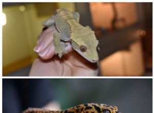 Crested vs Leopard Geckos: 10 Key Differences for Pet Owners