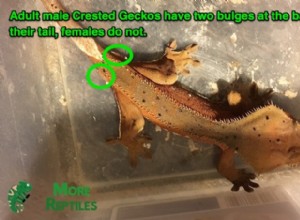 Identifying Male vs Female Crested Geckos: A Simple Guide