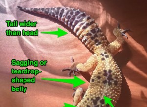 Spotting Overweight Leopard Geckos: 5 Key Signs to Protect Your Pet