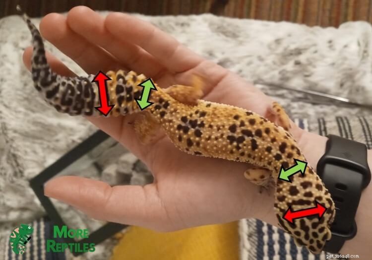 Upptäcka överviktiga leopardgeckos:5 nyckeltecken för att skydda ditt husdjur 