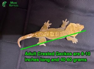 Crested Gecko Size Guide: Growth, Length, and Weight Explained