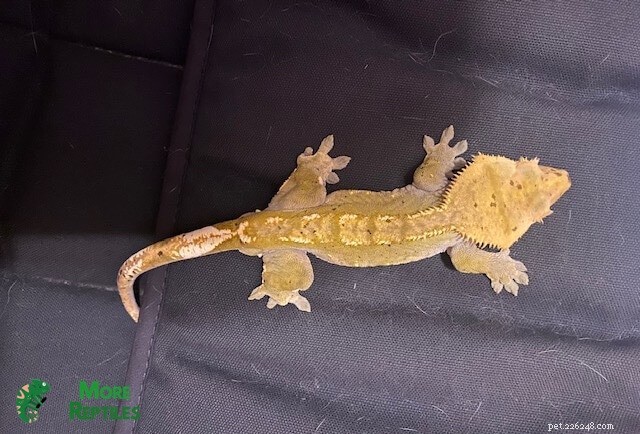 Crested Gecko Storleksguide:Tillväxt, längd och vikt förklaras 