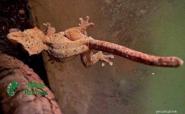 Crested Gecko Storleksguide:Tillväxt, längd och vikt förklaras 