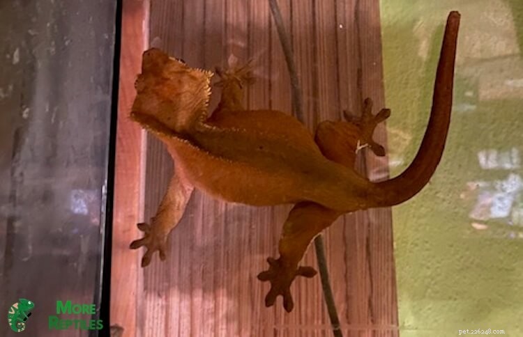 Crested Gecko Storleksguide:Tillväxt, längd och vikt förklaras 