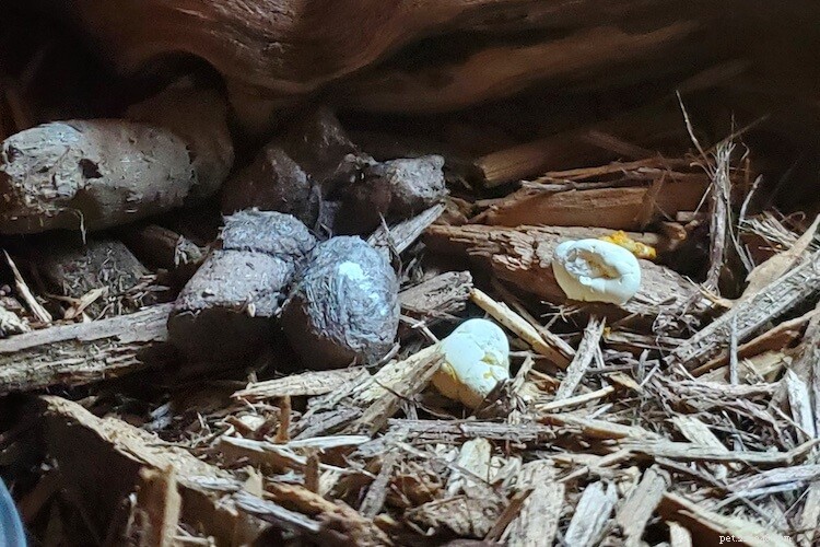 Ball Python Fecal Health:Identifiera hälsosam bajs &fläckproblem 