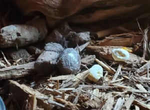 Ball Python Fecal Health: Recognize Healthy Poop & Spot Issues
