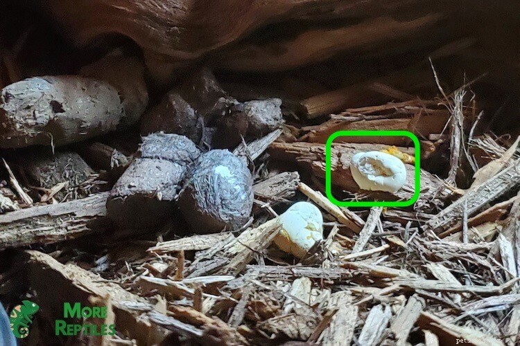 Ball Python Fecal Health:Identifiera hälsosam bajs &fläckproblem 