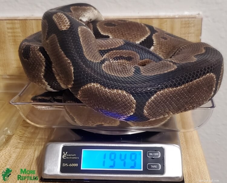 Ball Python Matningsguide:Frekvens, portioner och hälsotips 