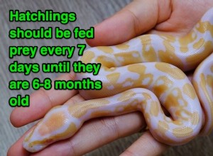 Ball Python Feeding Guide: Frequency, Portions, and Health Tips