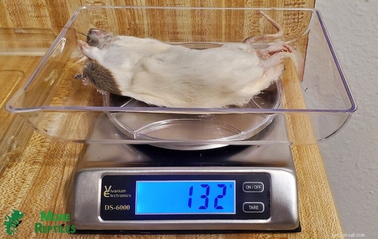 Ball Python Matningsguide:Frekvens, portioner och hälsotips 