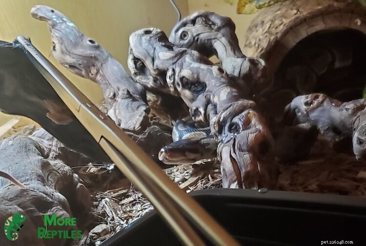 Ball Python Matningsguide:Frekvens, portioner och hälsotips 