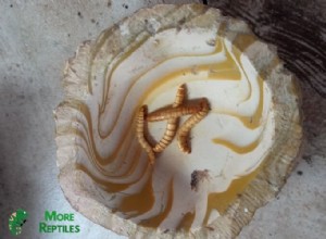 Feeding Leopard Geckos: Optimal Mealworm Quantity – A Practical Chart & Expert Guide