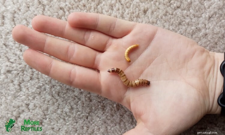 Mata leopardgeckos:Optimal kvantitet mjölmask – ett praktiskt diagram och expertguide 