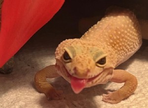 Preventing Metabolic Bone Disease in Leopard Geckos: Recognizing Signs and Effective Treatments