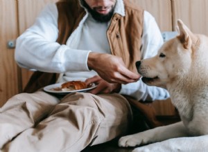 4 Essential Steps for Superior Dog Care & Well-Being