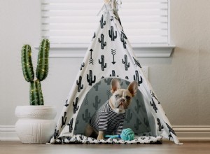 Create the Ideal Home for Your Pet: Expert Tips for a Comfortable Living Space