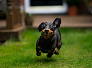 4 Proven Tips to Build a Pet-Friendly Workout Routine