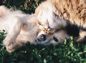 6 Essential Vet Tips for Optimal Pet Care