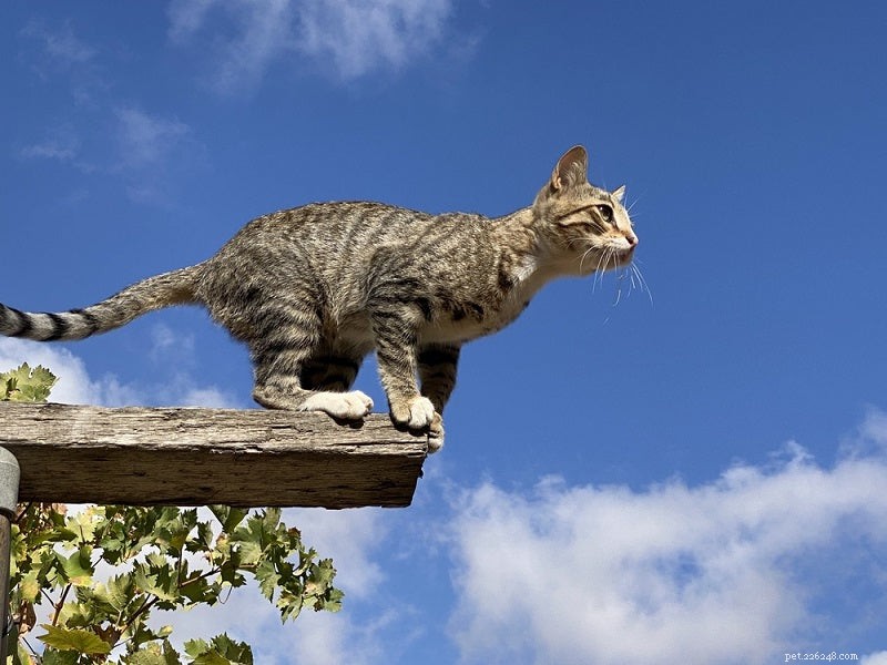 猫の怪我を理解する：原因、症状、そして必要なケア 