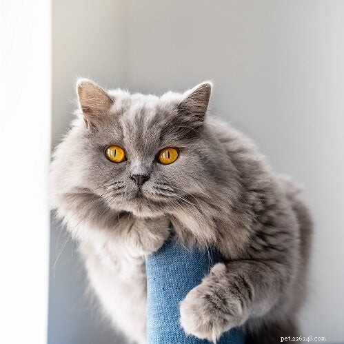 猫の怪我を理解する：原因、症状、そして必要なケア 