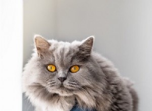 Understanding Cat Injuries: Causes, Symptoms, and Essential Care