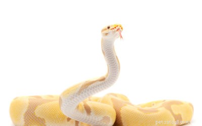 Är Ball Pythons verkligen kräsna matare? Att avslöja sanningen 