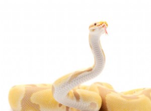 Are Ball Pythons Truly Picky Feeders? Uncovering the Truth