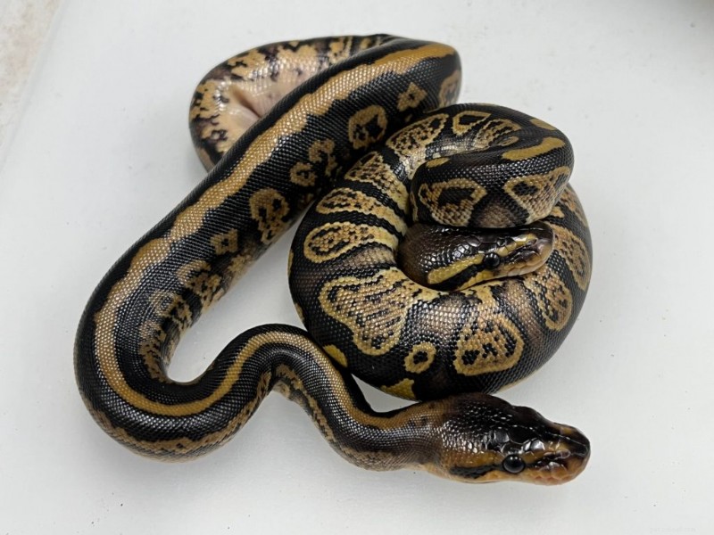 Premium African Ball Pythons – exklusiva nya morphs handplockade för kvalitet 