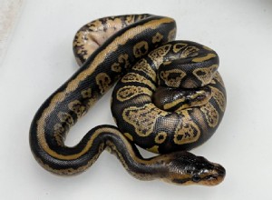 Premium African Ball Pythons – Exclusive New Morphs Handpicked for Quality