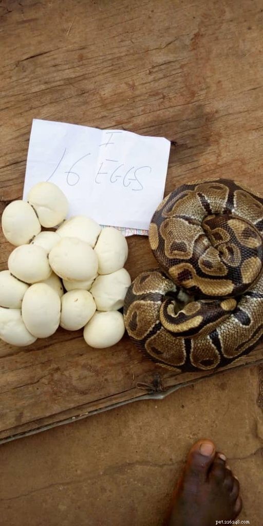 Premium African Ball Pythons – exklusiva nya morphs handplockade för kvalitet 