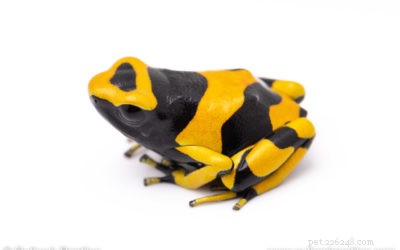 Guida esperta alla cura delle rane avvelenate:manuale completo per principianti 