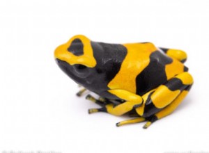 Expert Guide to Caring for Poison Dart Frogs: A Beginner s Complete Handbook