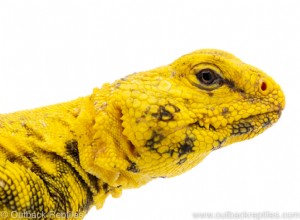 Ultimate Guide to Caring for Saharan Uromastyx: Housing, Feeding & Handling Essentials